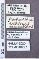 Etikette zu Porthmidius austriacus (NHMW-ZOO-COL-0010297)